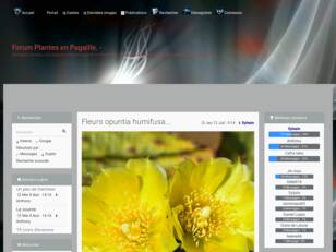 Forumactif.com : Forum Plantes en Pagaille.