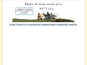 Adoption des terriers ecossais westie cairn Scottish