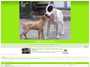 ADOPTIONS ANIMAUX ALSACE