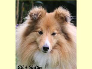 all4sheltiesuk