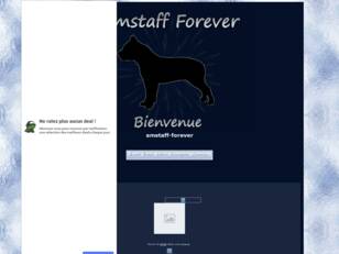 amstaff-forever