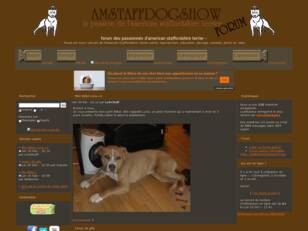 forum american staffordshire terrier