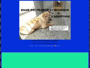 SHAR  PEI  FRANCE & BELGIQUE A L ADOPTION