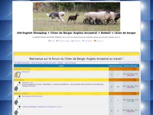 Forum Bobtail - Berger Anglais Ancestral - OES : chien de berger