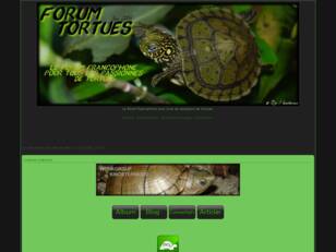 FORUM TORTUES