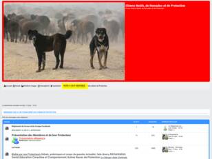 Forum Chiens de Protection Sarplaninac, Caucase, Dogue du Tibet ect