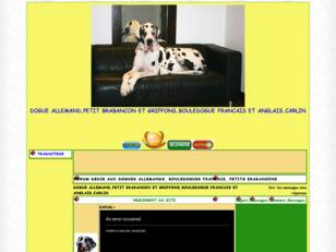 DOGUE ALLEMAND PETIT BRABANCON,DOGUES ALLEMANDS