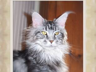 Maine Coon Québec