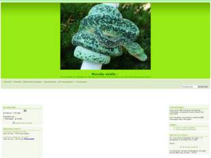 creer un forum : Morelia viridis