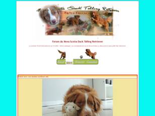 Forum du Nova Scotia Duck Tolling Retriever