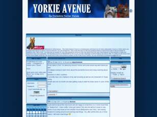 Yorkie Avenue