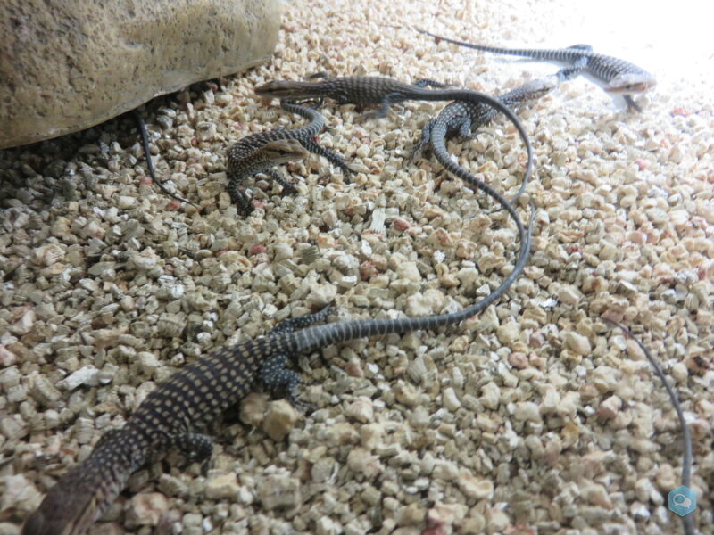 vend varanus tristis et autres 2