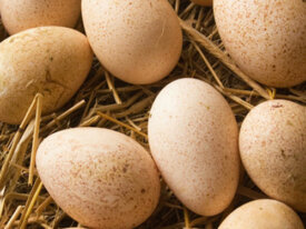 Яйца для инкубации (тестовое объявление)