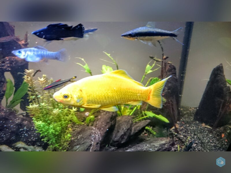 DONNE POISSON ROUGE COULEUR GOLD 1