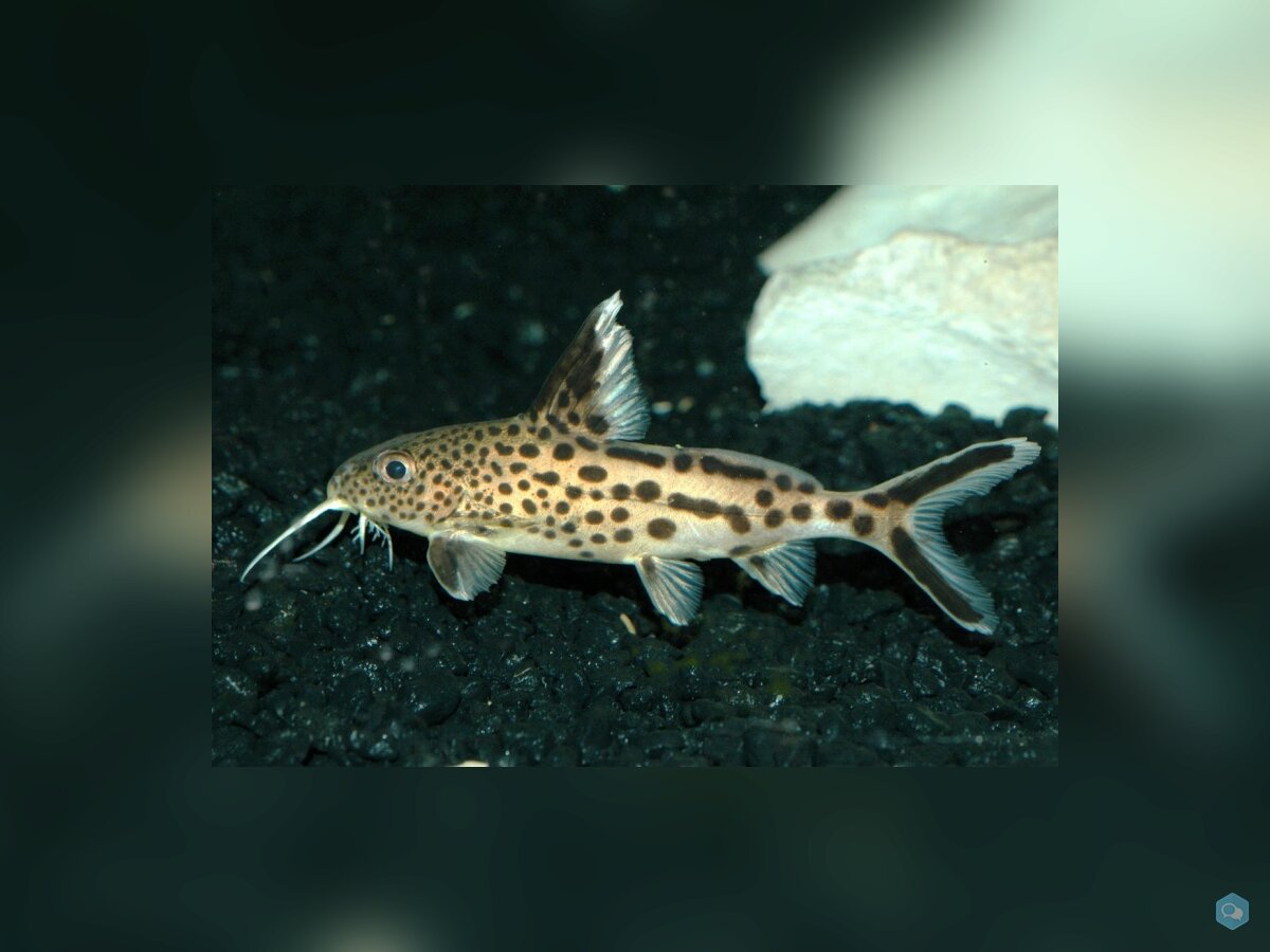  7 Synodontis multipunctatus  1