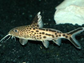  7 Synodontis multipunctatus 