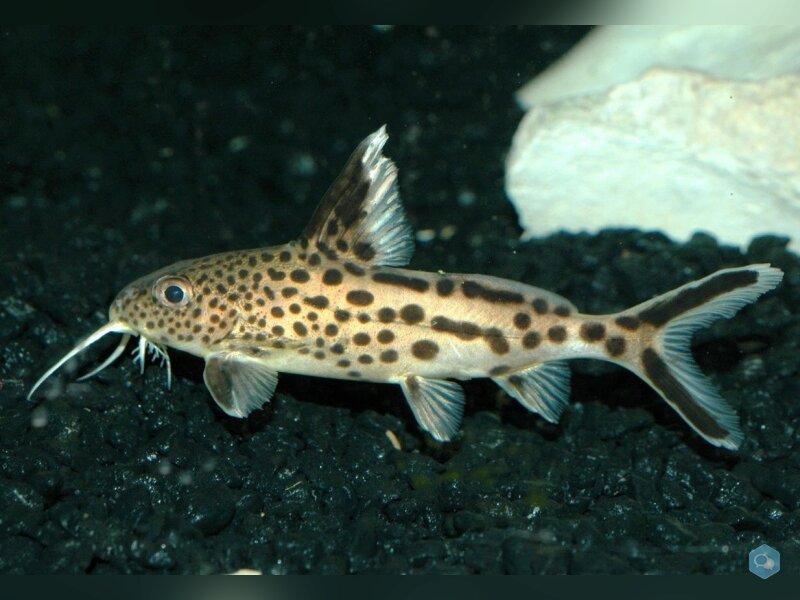  7 Synodontis multipunctatus  1