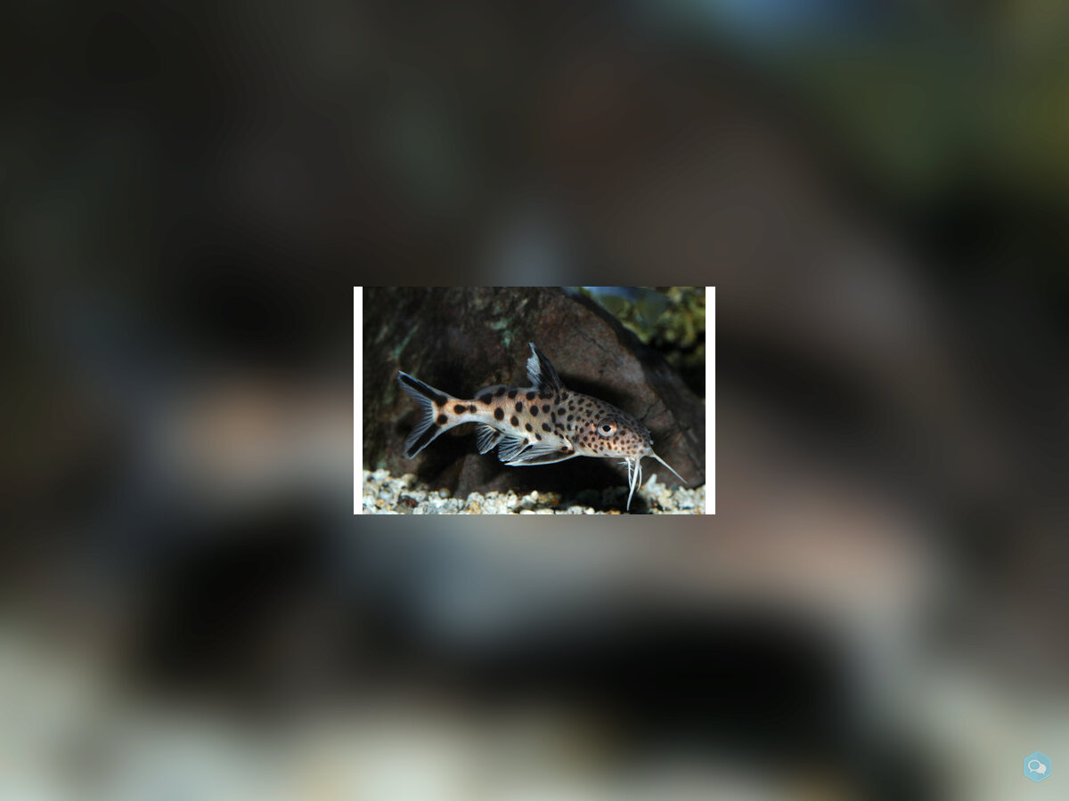  7 Synodontis multipunctatus  2