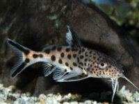  7 Synodontis multipunctatus  2