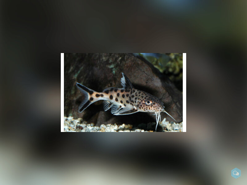  7 Synodontis multipunctatus  2