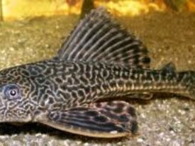 Plecostomus