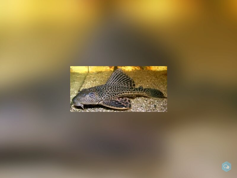 Plecostomus 1