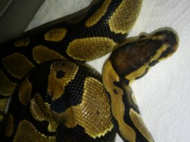 Python regius 