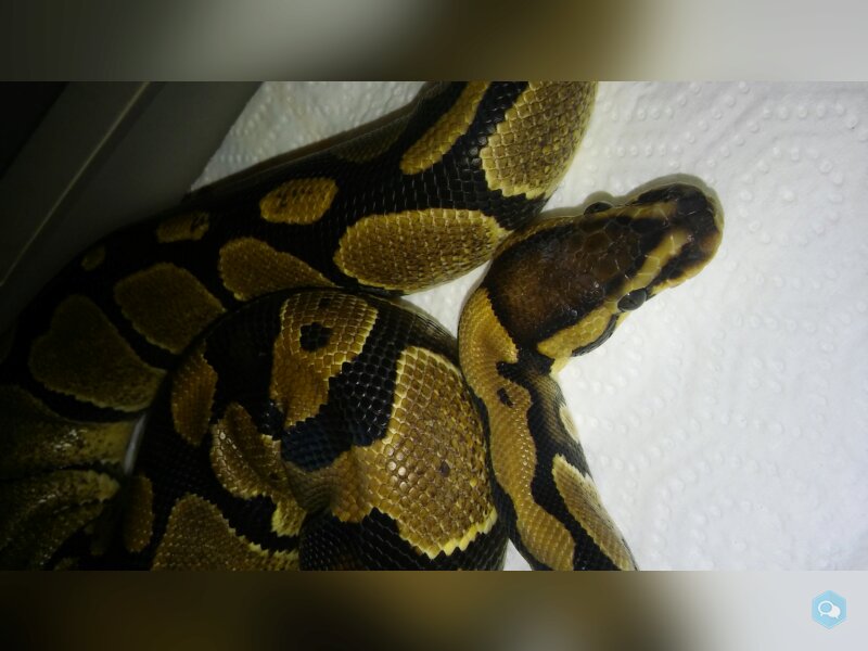 Python regius  1