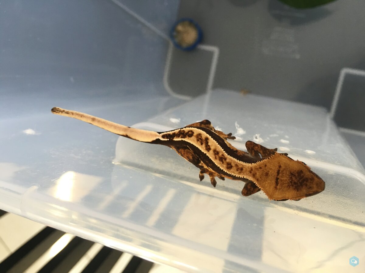 vends correlophus GECKO EXCLU 2 OEUFS a vendre  1