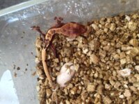 vends correlophus GECKO EXCLU 2 OEUFS a vendre  3