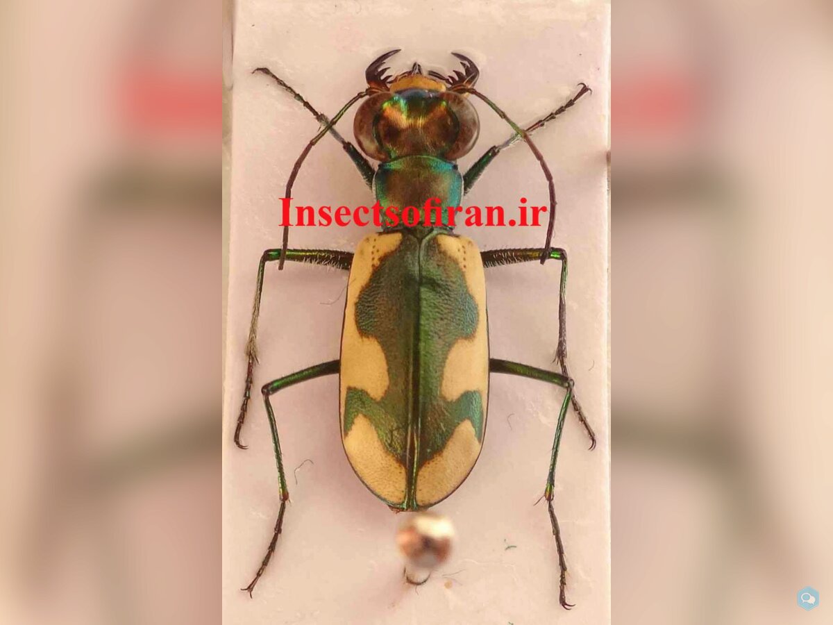 Insects of Iran 1