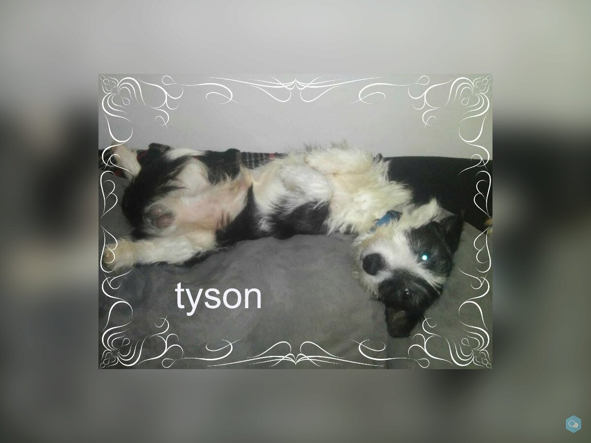 [Les toutous de la secondes chance] Tyson 1