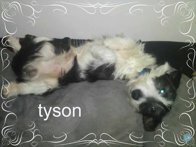 [Les toutous de la secondes chance] Tyson 1