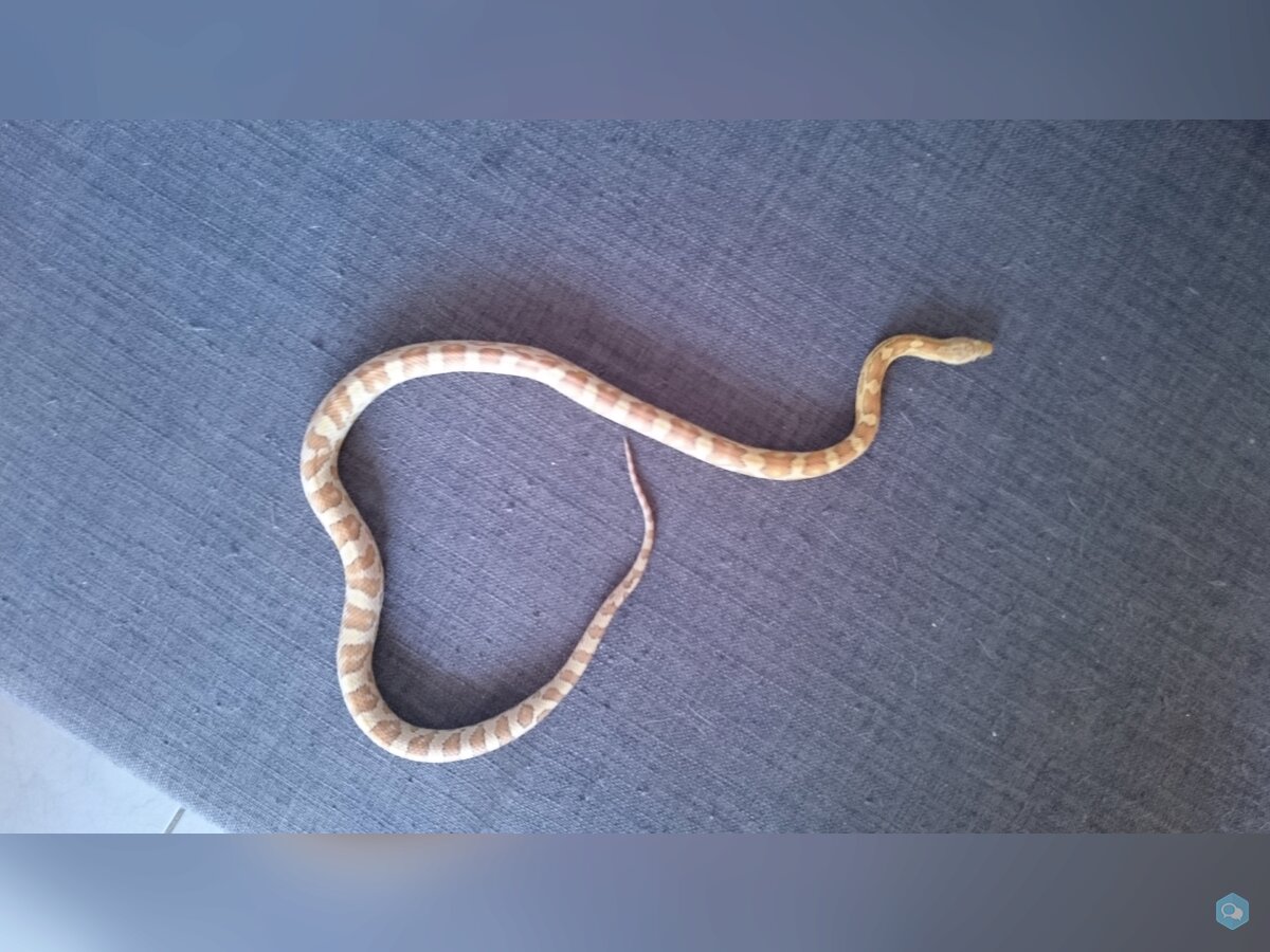 A vendre Pantherophis guttatus 1