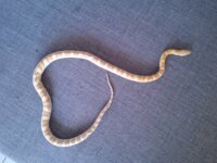 A vendre Pantherophis guttatus 1