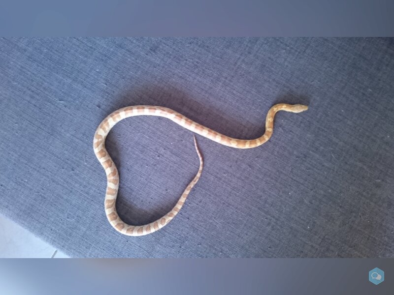 A vendre Pantherophis guttatus 1