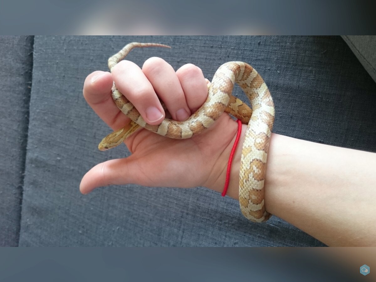 A vendre Pantherophis guttatus 2