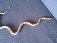 A vendre Pantherophis guttatus 4