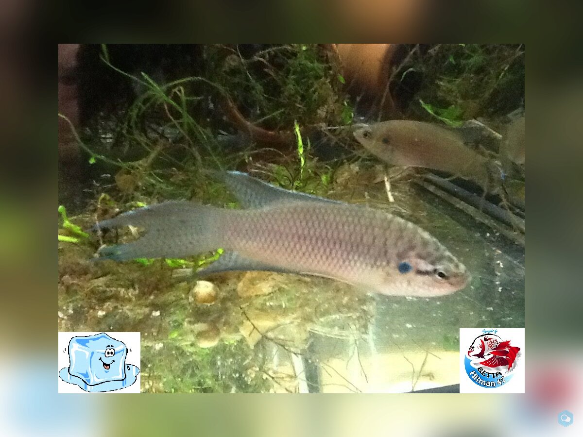 Disponibilités poissons 3