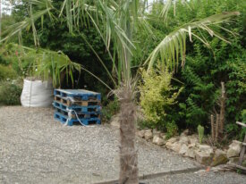 palmiers trachicarpus fortunéi