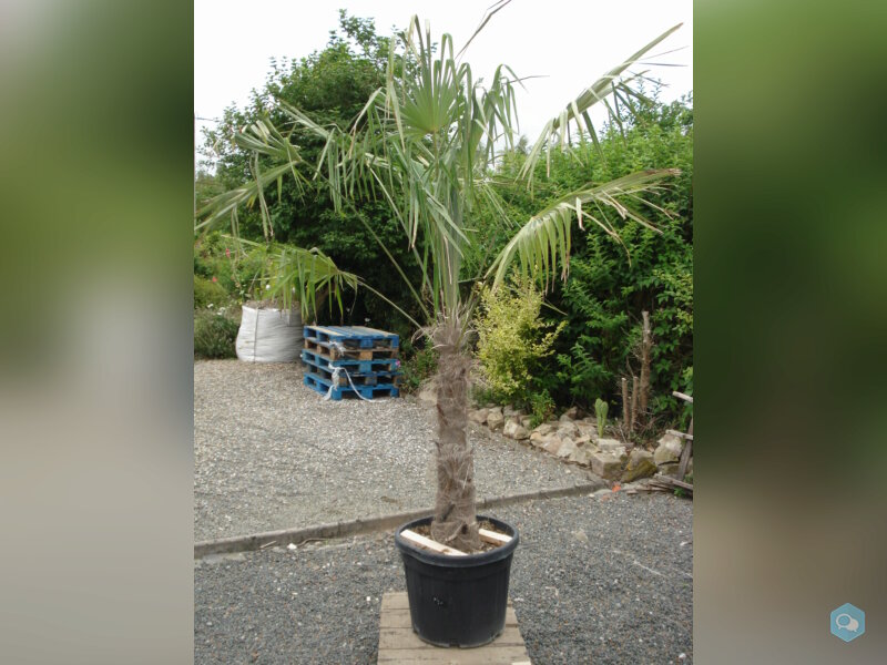 palmiers trachicarpus fortunéi 1