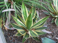 Agave lophantha quadricolor 1