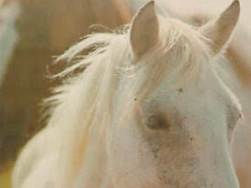 Livre LE MONDE FASCINANT DES CHEVAUX