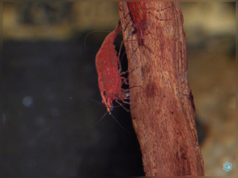 crevettes red cherry 1