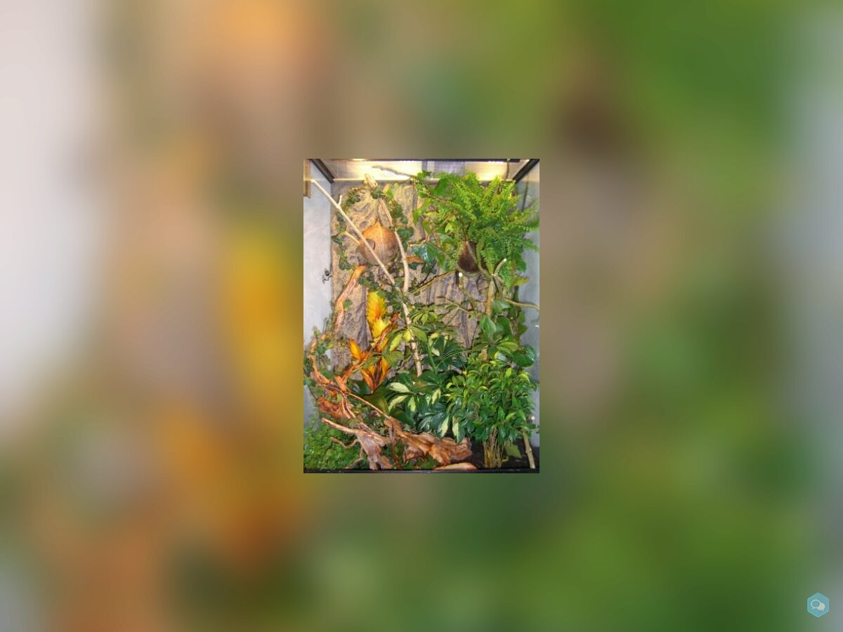 Vivarium Terrarium Exoterra équipé 90x60x45 4