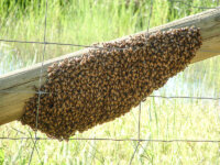 Retiro enjambres de abejas el tabo las cruces 2