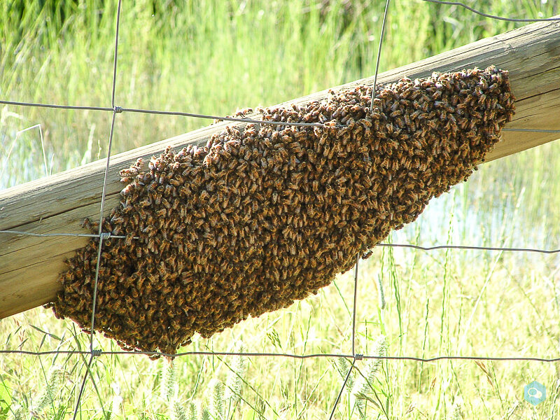 Retiro enjambres de abejas el tabo las cruces 2