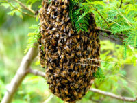 Retiro enjambres de abejas el tabo las cruces 3