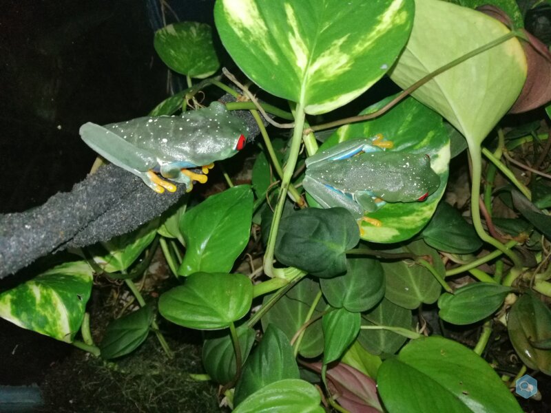 Agalychnis Callidryas : Rainettes aux yeux rouges 1