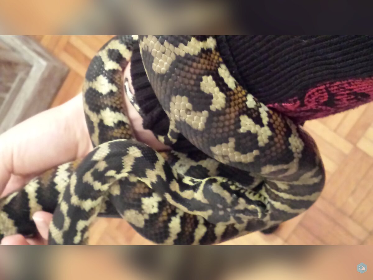 Python Morelia Spilota SSP SIB 1